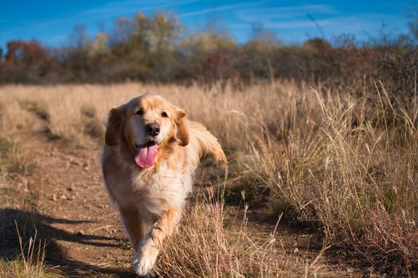 Best Cities for Outdoor Dogs to Explore, Run, and Play Freely
