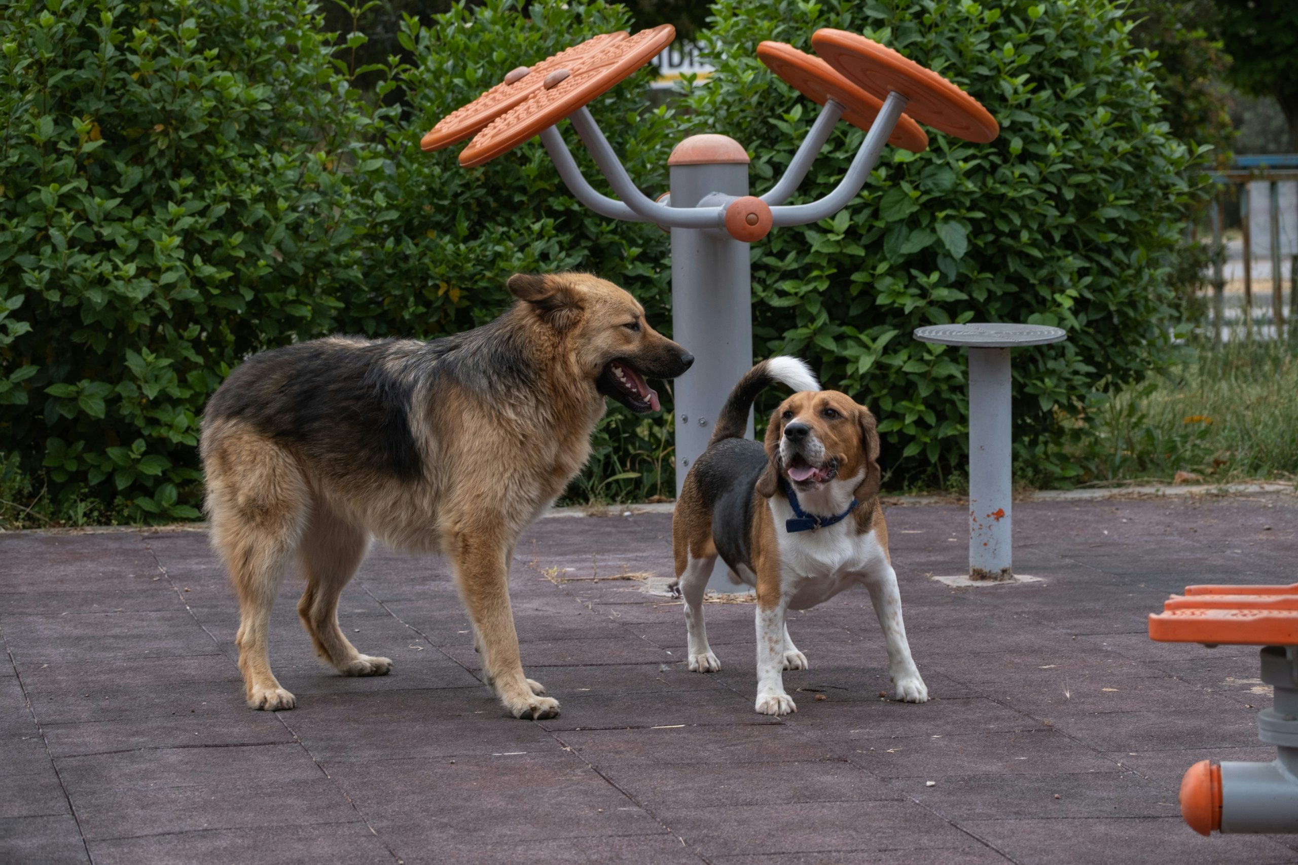 Dog Park Etiquette: Essential Rules for a Fun, Safe Visit