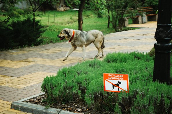 Dog safety hiking prevention