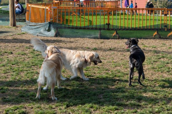 Safe Times to Visit the Dog Park for Happy, Healthy Play