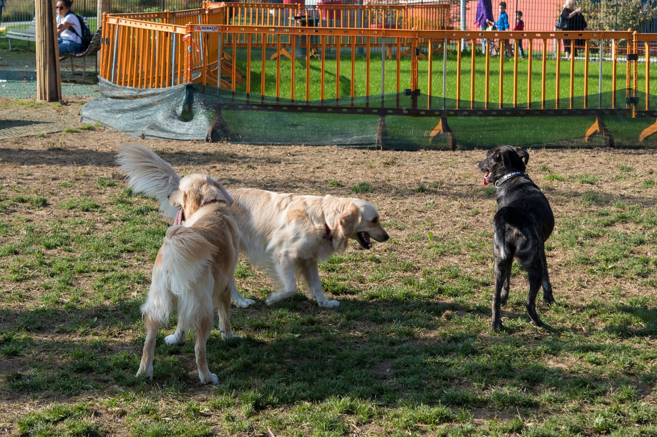Safe Times to Visit the Dog Park for Happy, Healthy Play