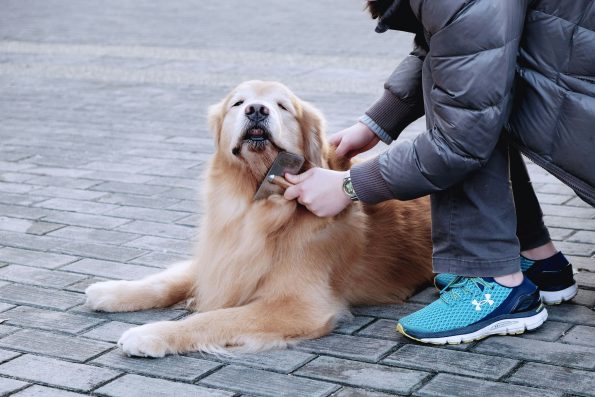 canine body language