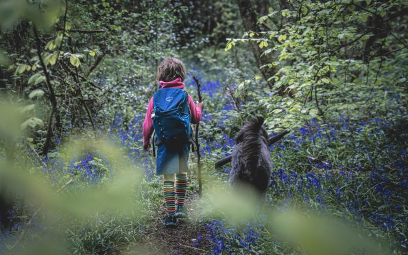 dog-friendly hiking trails
