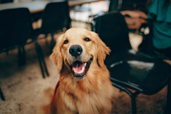 planning dog meetup experience