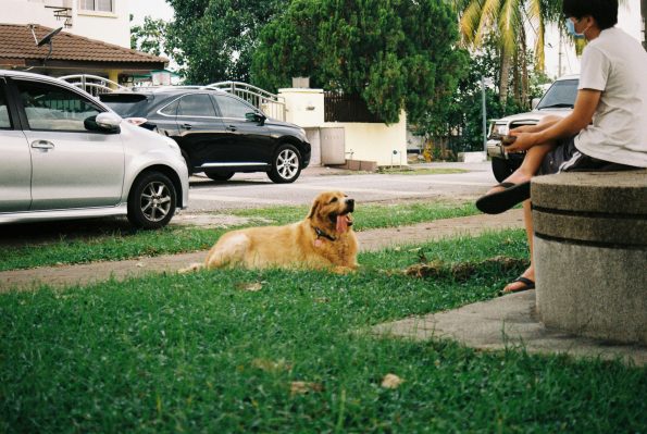 preparing for dog park visit