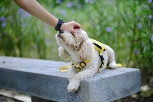 safe dog meetup preparation