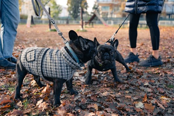 seasonal dog park gear