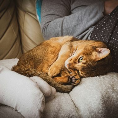 Keep Your Pet Safe: Home First Aid Kits for Pets