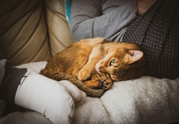 Assessing Fractures in Cats After Falls: Symptoms and Care