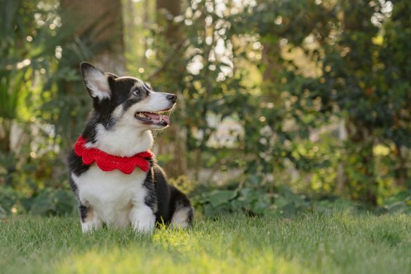 Best reflective collars and vests for Dog Safety