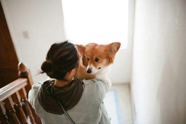 Common Pet Ownership Mistakes for Beginners