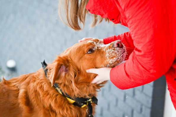 Effective Emergency Recall Training Outside Techniques