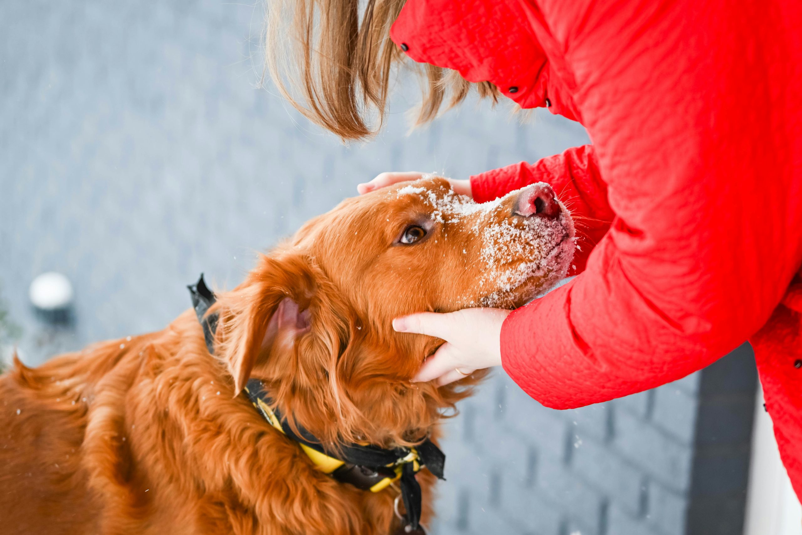 Effective Emergency Recall Training Outside Techniques