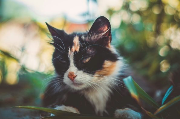 Essential Cat Care for New Cat Owners