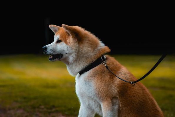 GPS Trackers for Dogs Reviews and Buying Guide