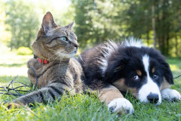 Important Notes for First-Time Cat and Dog Owners