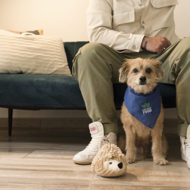What to do if your pet chokes: Safety Guide for Pets