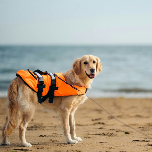 Maximizing Dog Life Jacket Safety for Water Activities