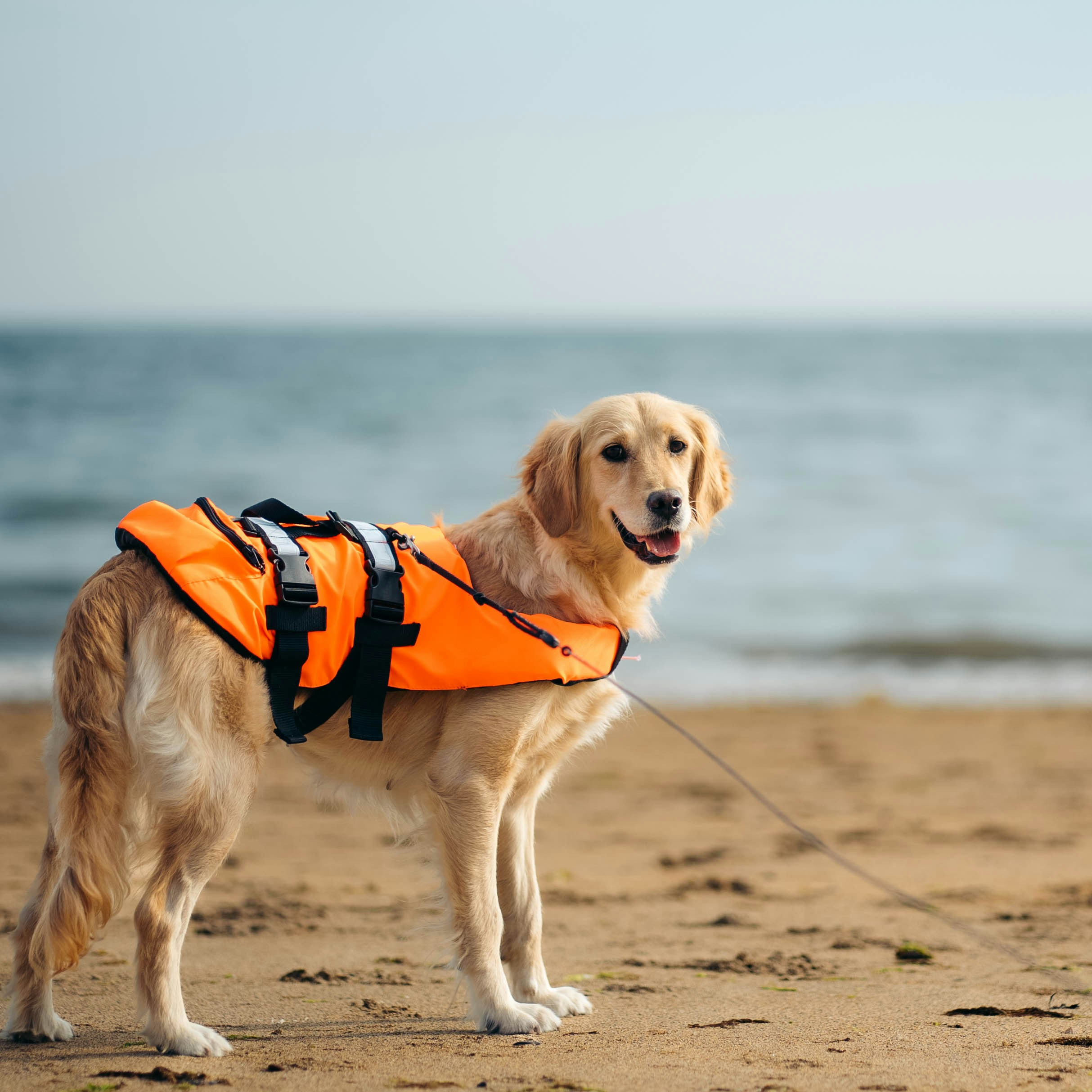 Maximizing Dog Life Jacket Safety for Water Activities