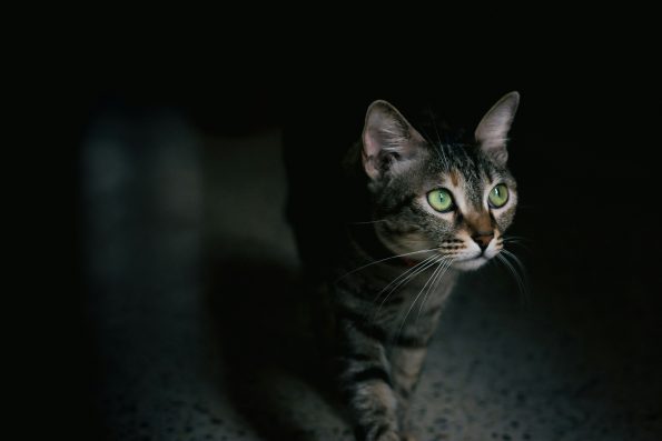 Night Safety for Pets: How to Protect Your Pets at Night