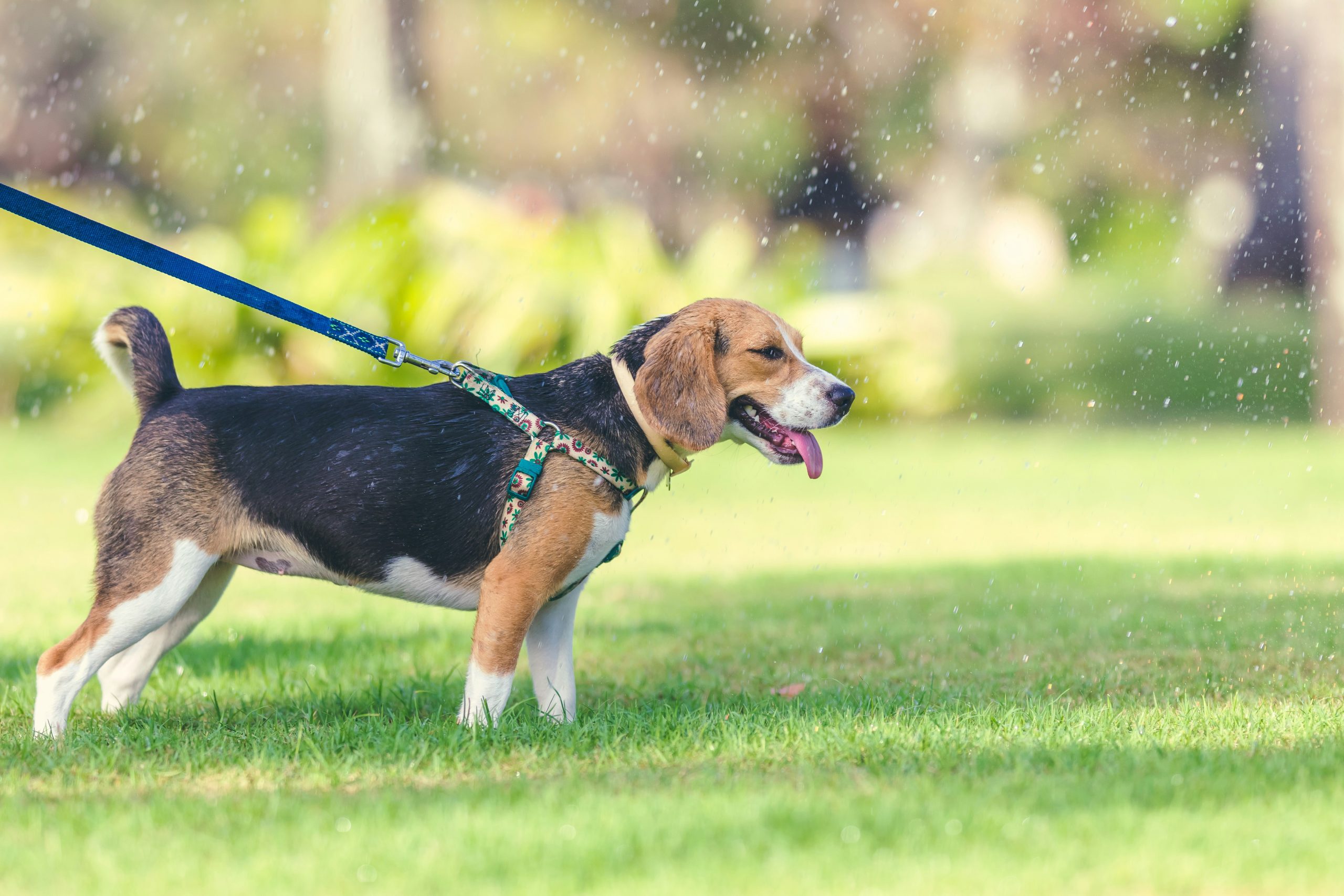 Outdoor Hazards for Pets: Safety Tips and Precautions