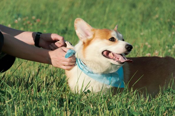 Outdoor Microchip and ID Tags for Pets and Animals