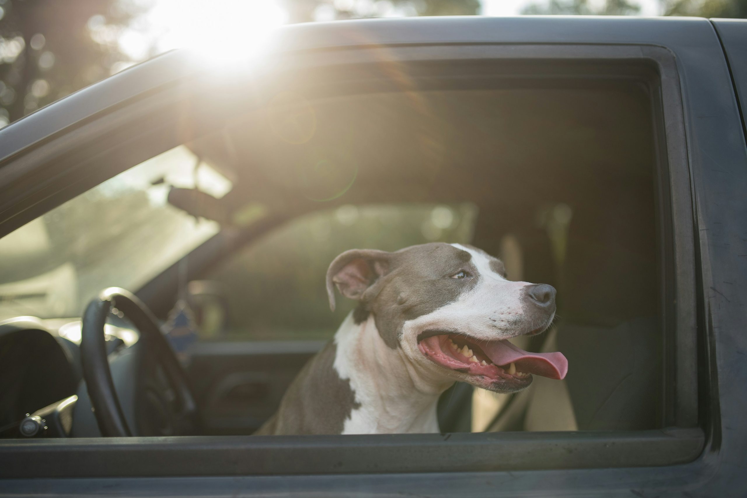 Pet Safety Guidelines for Car Travel
