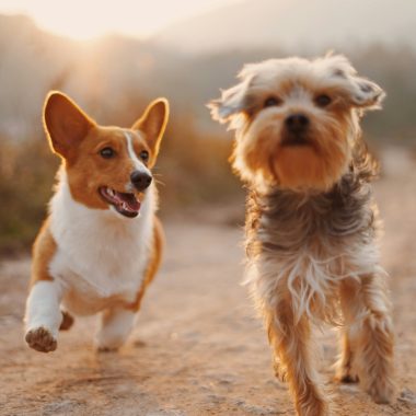 Keep Your Pet Safe: Home First Aid Kits for Pets