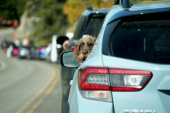 Precautions for Road Trips with Pets