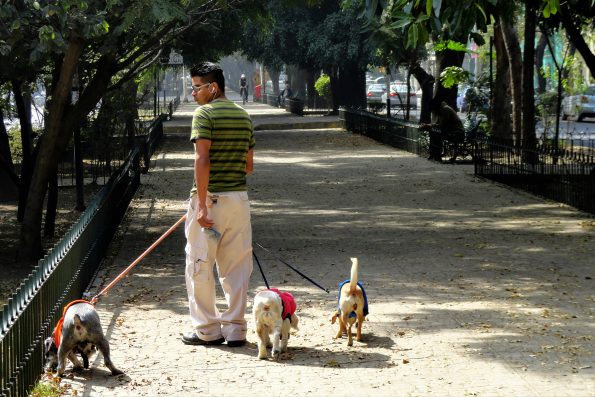 Precautions for Walking Pets Outdoors in High Temperatures