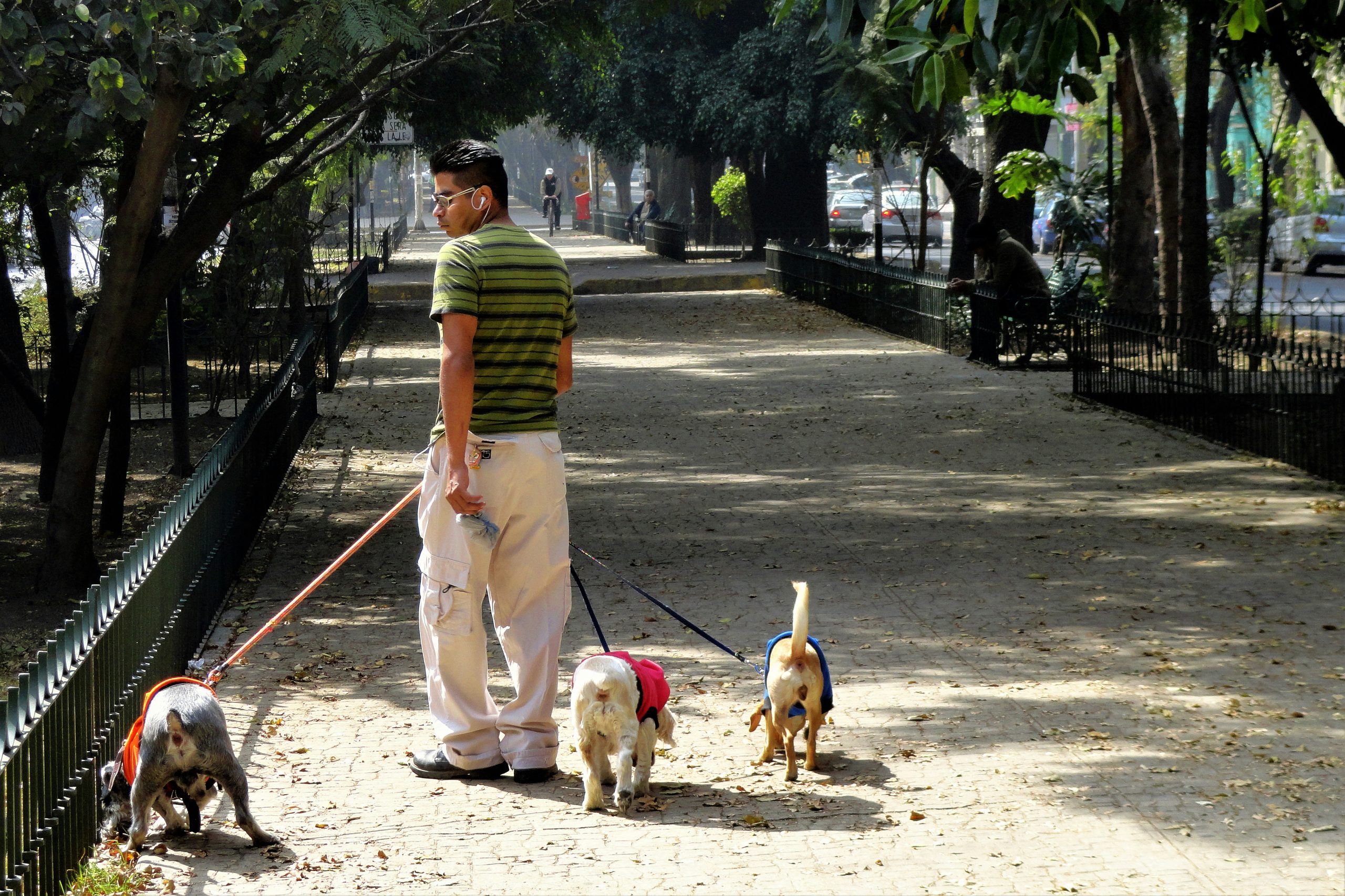 Precautions for Walking Pets Outdoors in High Temperatures