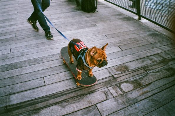 Procedures for Traveling with Pets Across Cities