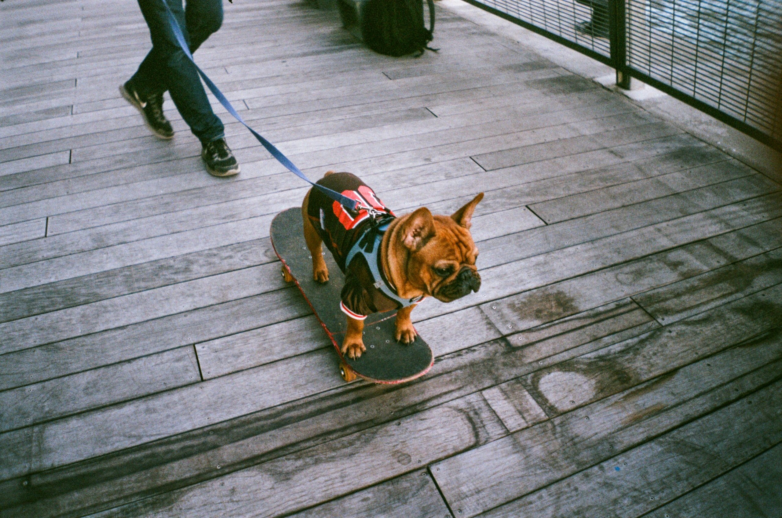Procedures for Traveling with Pets Across Cities