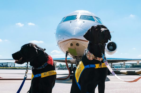 Requirements for Pet Transport by Airplane