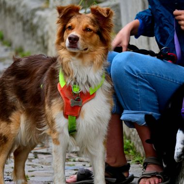 Keep Your Pet Safe: Home First Aid Kits for Pets