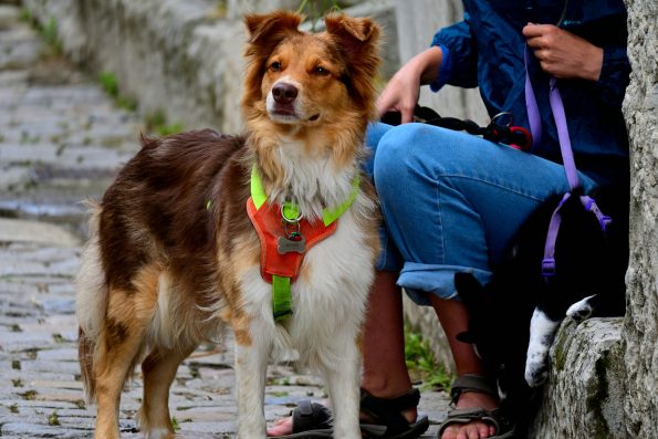 Safe Hiking Temps for Dogs: What You Need to Know