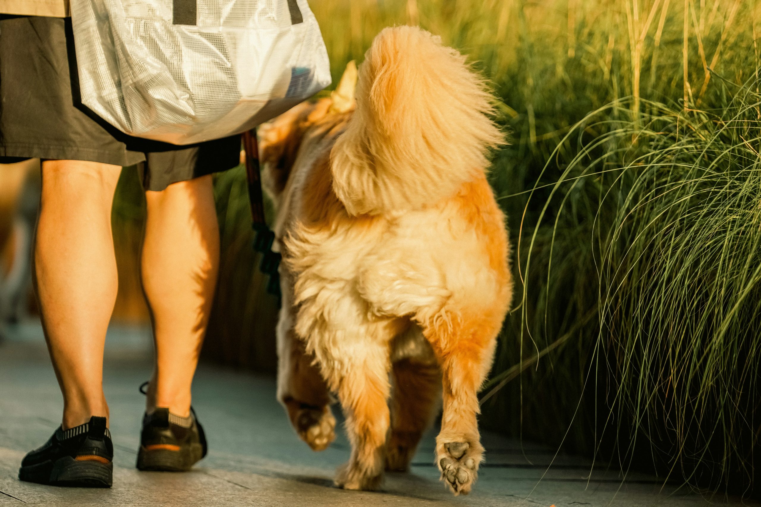 Safety Tips for Walking Dogs Outdoors