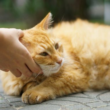 Keep Your Pet Safe: Home First Aid Kits for Pets