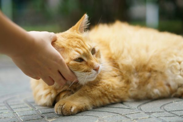 Steps for pet CPR: Essential Guide for Pet Owners