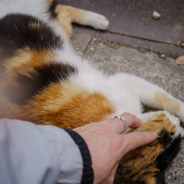 Keep Your Pet Safe: Home First Aid Kits for Pets