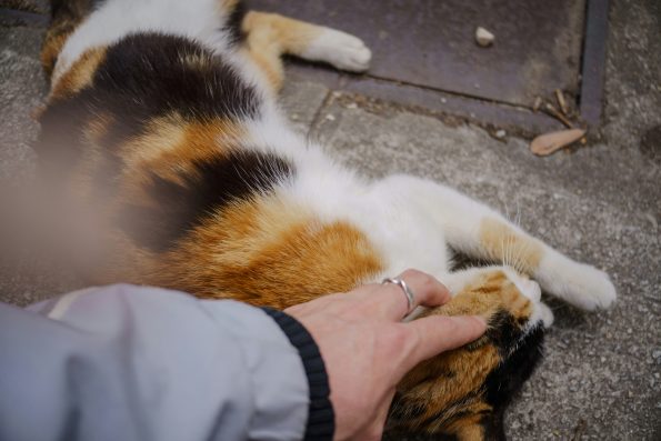 Street Salt Paw Safety: Protecting Your Pet's Paws