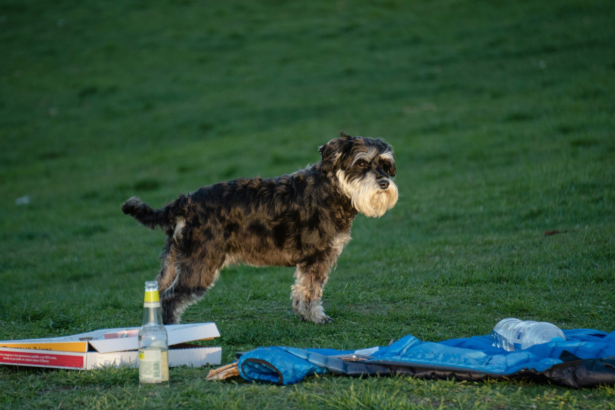 Successful Lost Dog Outdoors Recovery Methods