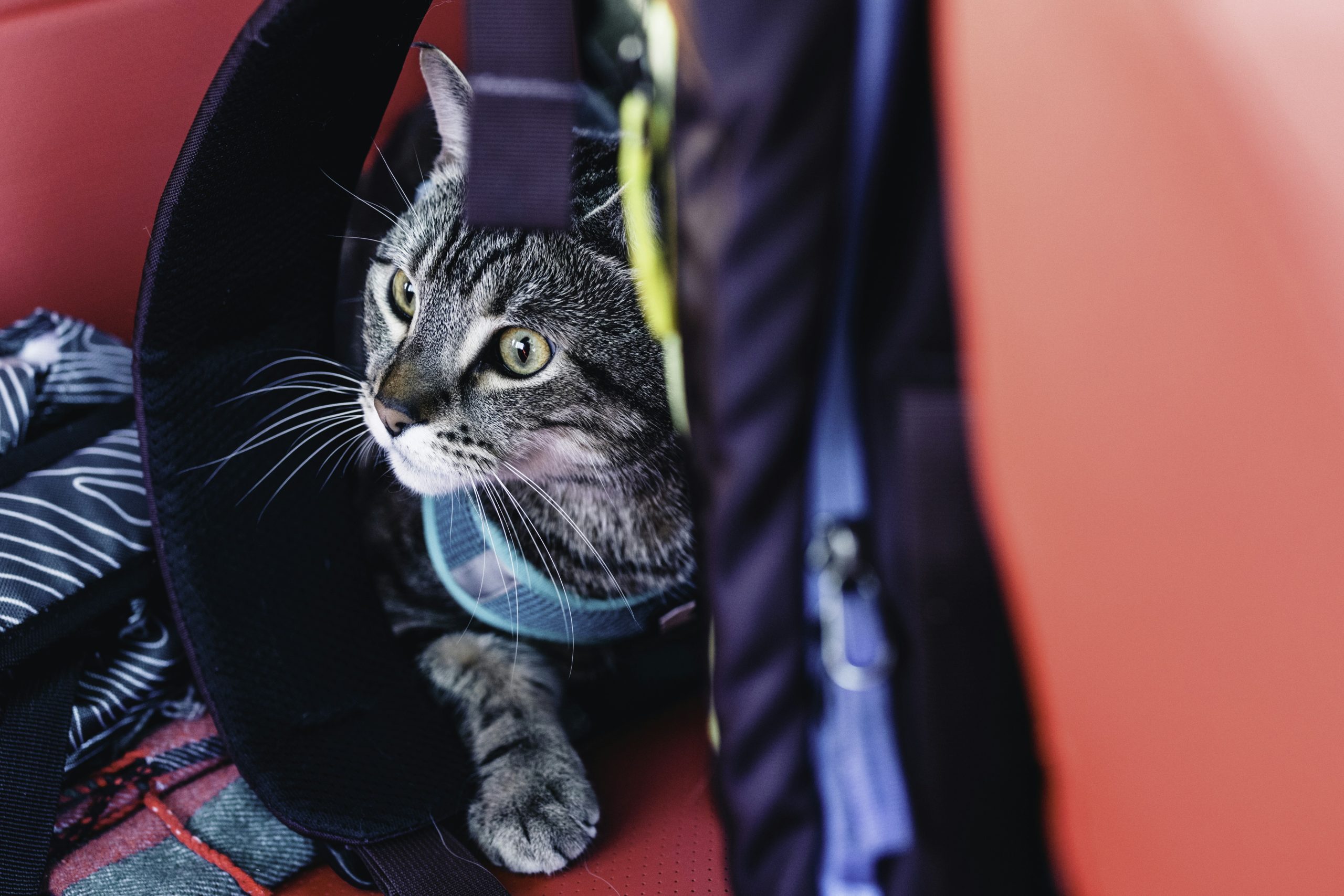 Tips for Preventing Pets from Getting Lost While Traveling