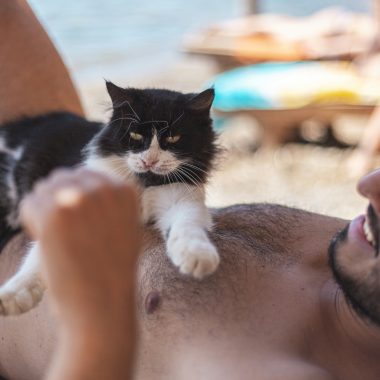 Keep Your Pet Safe: Home First Aid Kits for Pets