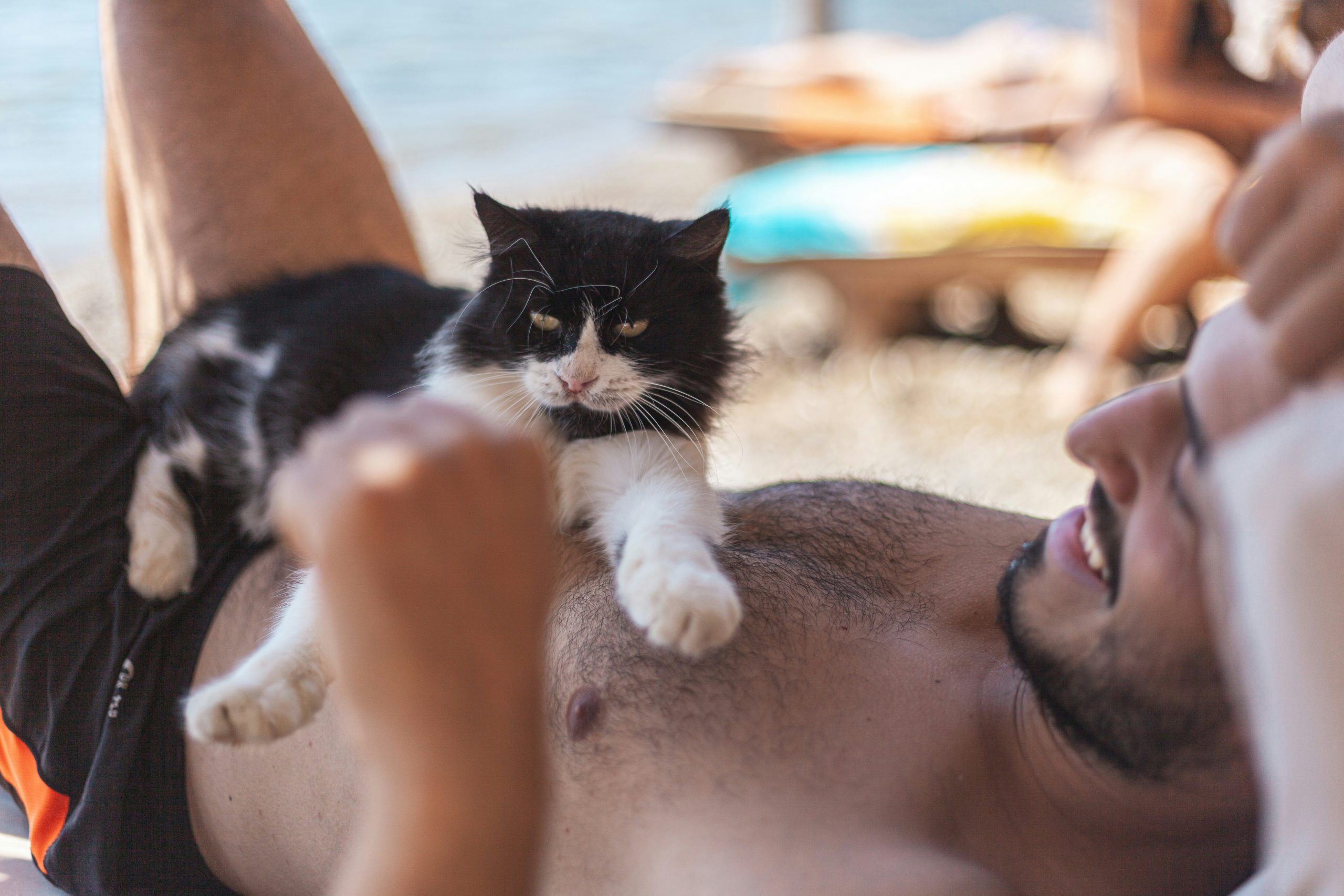 Top Rated Pet Safe Sunscreen for Dogs and Cats