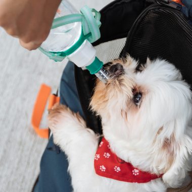 Keep Your Pet Safe: Home First Aid Kits for Pets