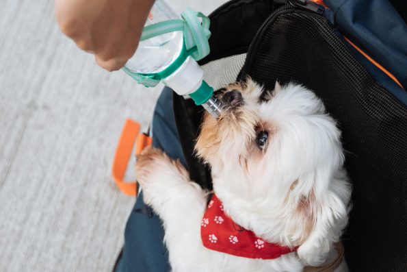 What to Do: First aid for dogs that have ingested harmful substances