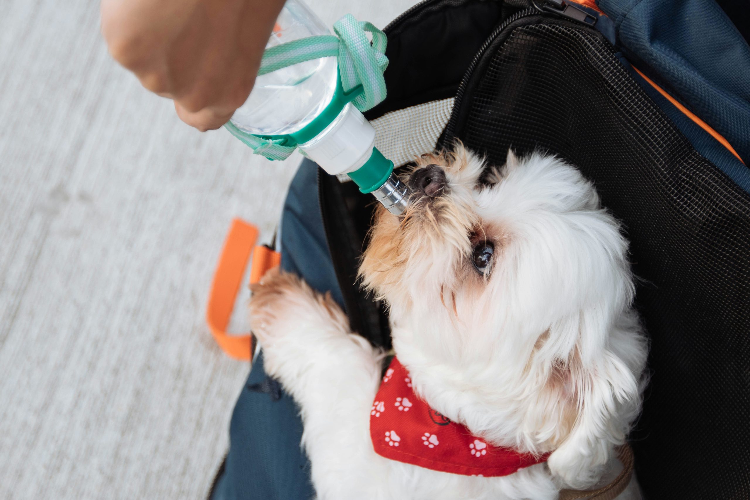What to Do: First aid for dogs that have ingested harmful substances