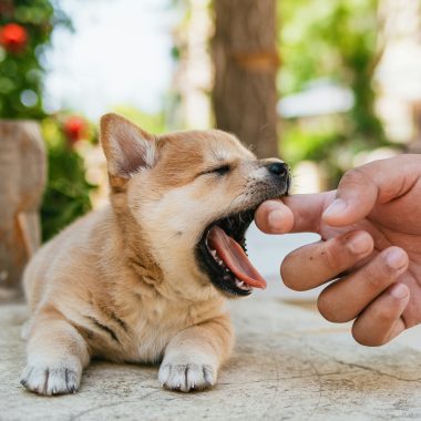 Keep Your Pet Safe: Home First Aid Kits for Pets