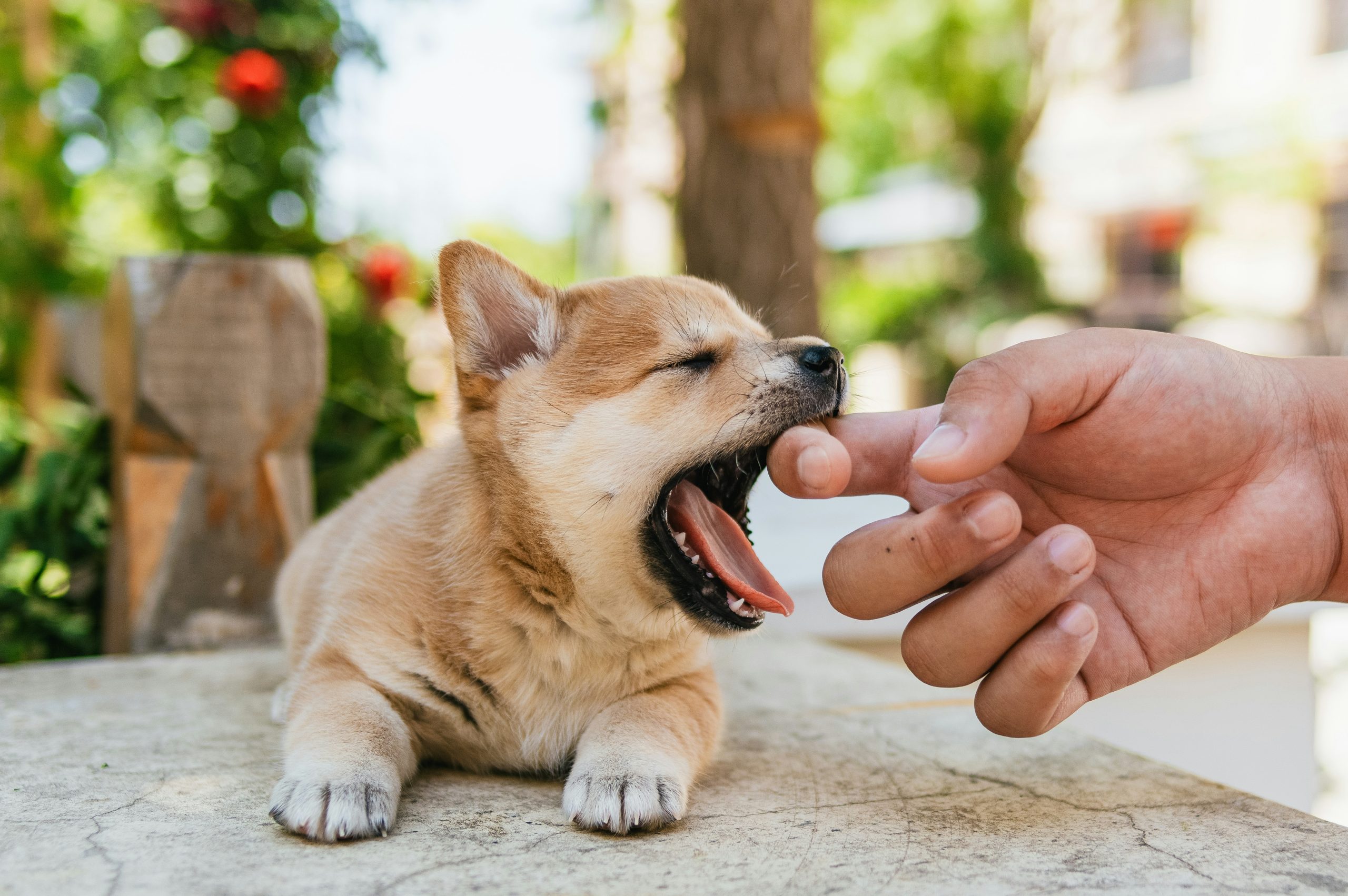 What to do if your pet chokes: Safety Guide for Pets